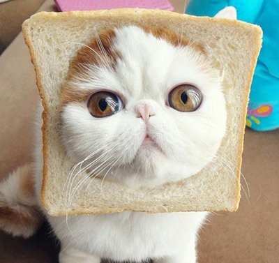 1215面包猫哈哈哈哈哈|广州富士施乐打印机复印机租赁价格/公司--人人